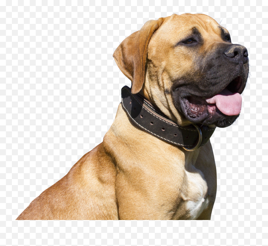 Download Brown Dog Png Transparent Background Image For Free - Dog Hd Images Png,Sad Dog Png