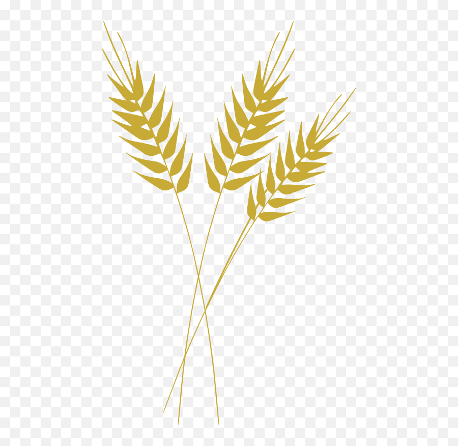 Download Galhos De Trigo Png - Wheat Clip Art,Trigo Png