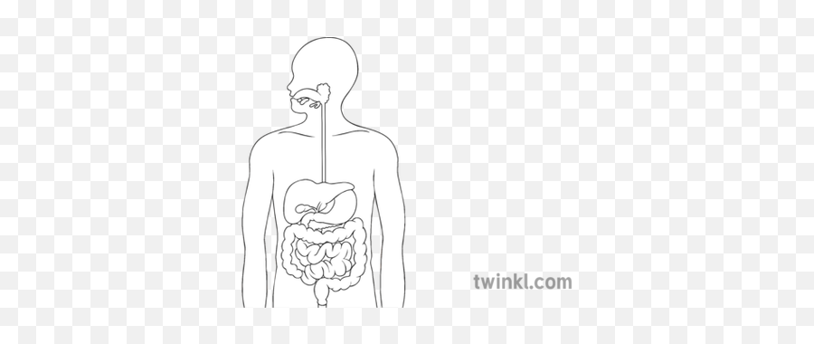 Human Digestive System Black And White - Standing In Witness Stand Png,Digestive System Png