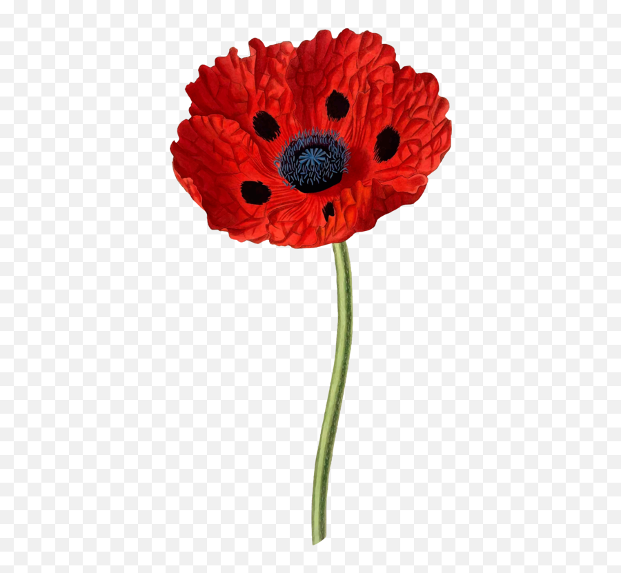 Plantflowercoquelicot Png Clipart - Royalty Free Svg Png Papaver Bracteatum,Poppies Png