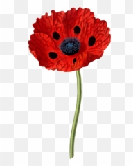 Plantflowercoquelicot Png Clipart - Royalty Free Svg Png Papaver Bracteatum,Poppies Png