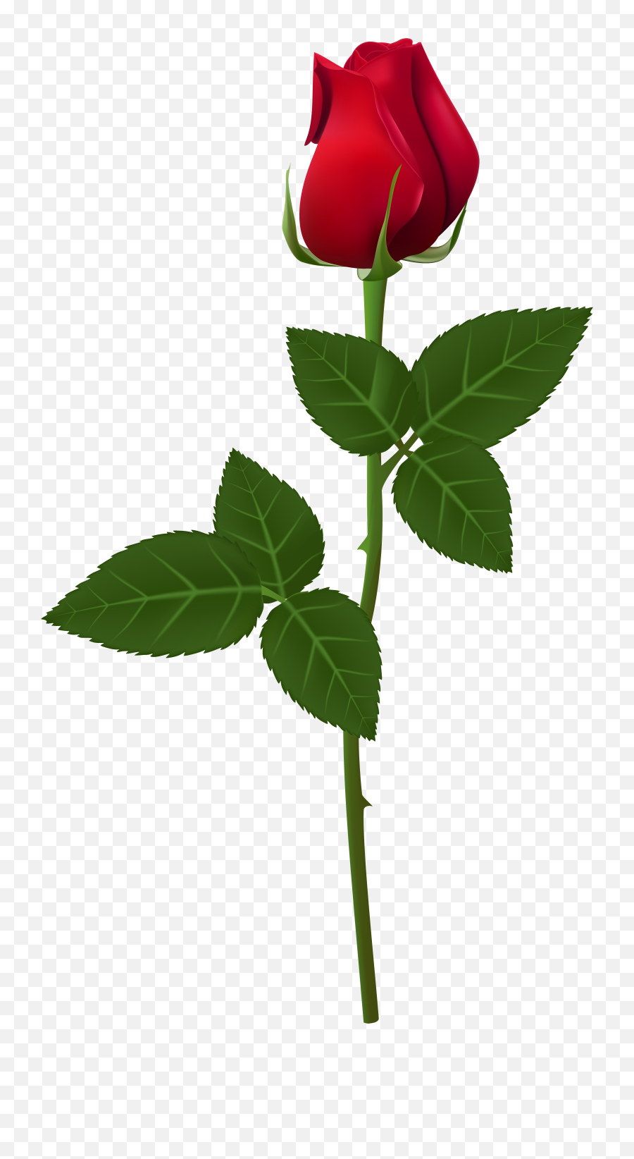 Rose Png Flower Images Free Download - Transparent Background Rose Png,Real Rose Png