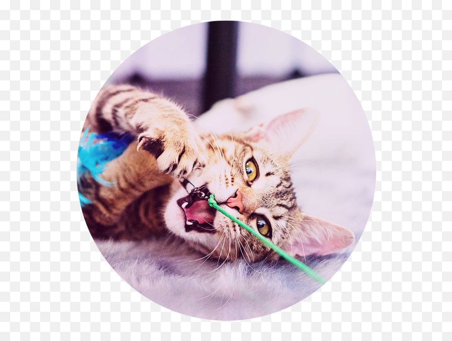 Caturday Cat U0026 Kitten Lounge - Kittens Png,Kitten Transparent Background