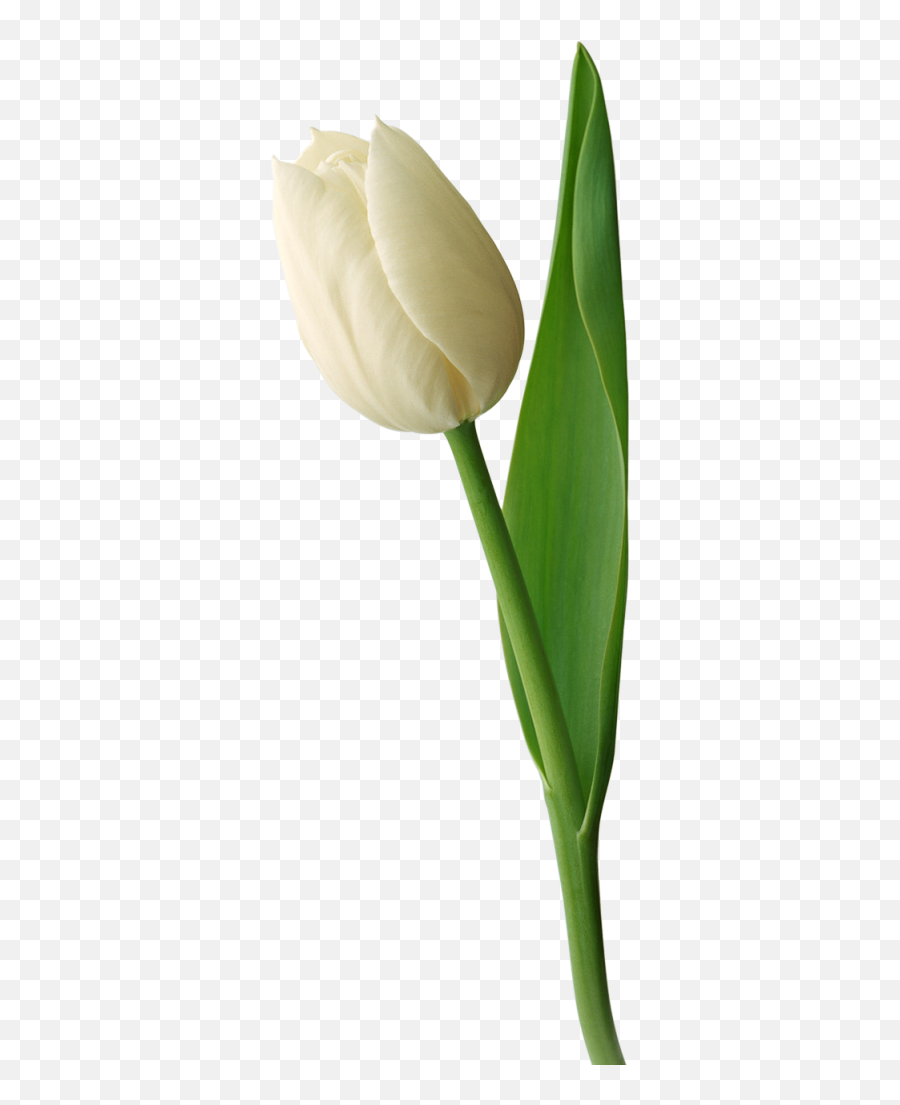 Tulip White Transparent U0026 Png Clipart Free Download - Ywd White Tulip White Background,Tulip Transparent