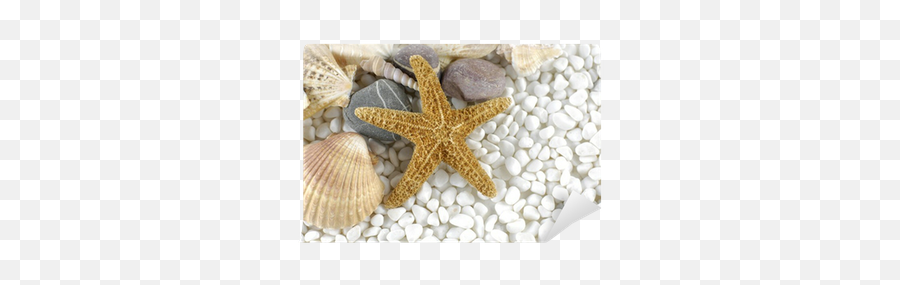 Wall Mural Starfish And Sea Shells Gray Stones - Aquarium Decor Png,Starfish Small Icon