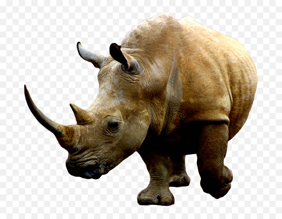 Rhino Png 4 Image - White Rhino Transparent Background,Rhino Png