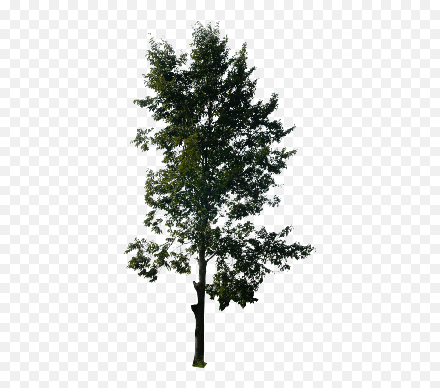 Pine Tree Free Png Transparent Image - Tall Tree No Background Png,Pine Tree Transparent Background