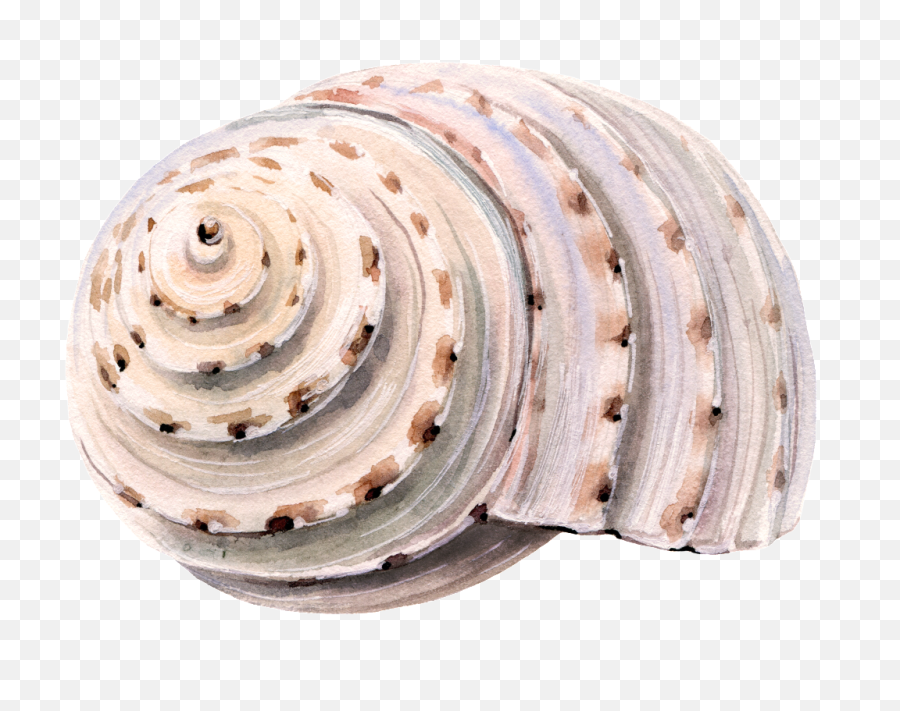 Sea Shell Png - Seashell,Shell Png