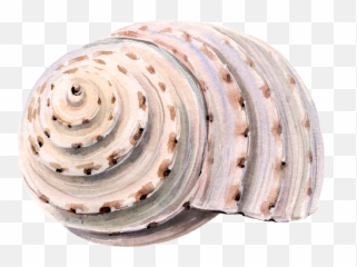 Sea Shell Png - Seashell,Shell Png