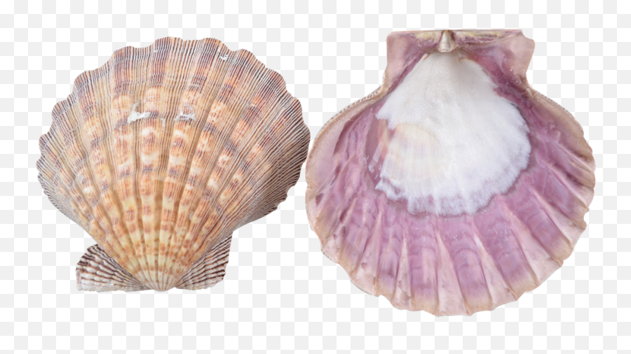 Download Scallop Shell - Seashell Png,Scallop Png