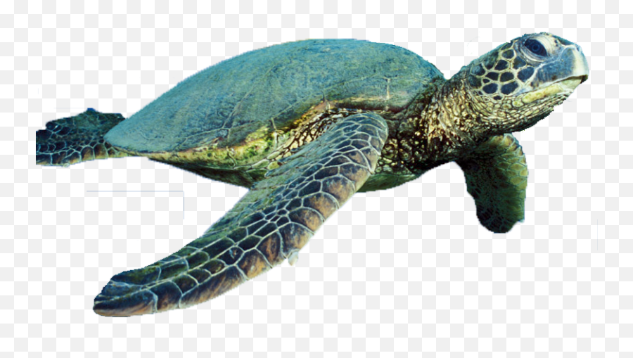 Turtle Vector Free Png Download - Ningaloo Reef Turtles Wa,Free.png Files