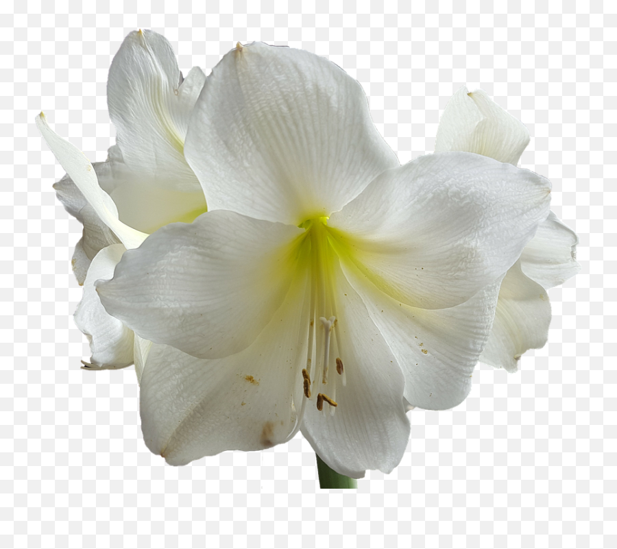 Lilium Png - Fiore Bianco Png,Lily Transparent Background