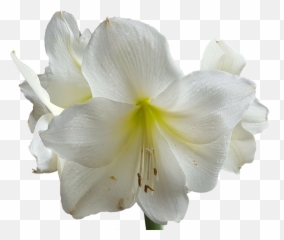Lilium Png - Fiore Bianco Png,Lily Transparent Background