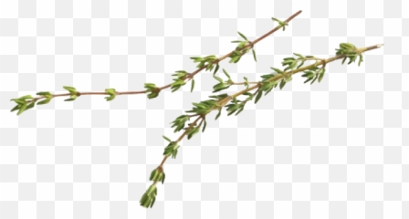 Empanada Png - Thyme Transparent Png,Empanada Png