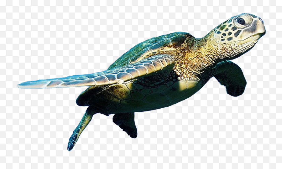 Sea Turtle Clip Art - Transparent Background Sea Turtle Png,Tortoise Png