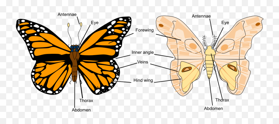 Butterfly Vs Moth Anatomy - Butterfly Vs Moth Anatomy Png,Moth Png