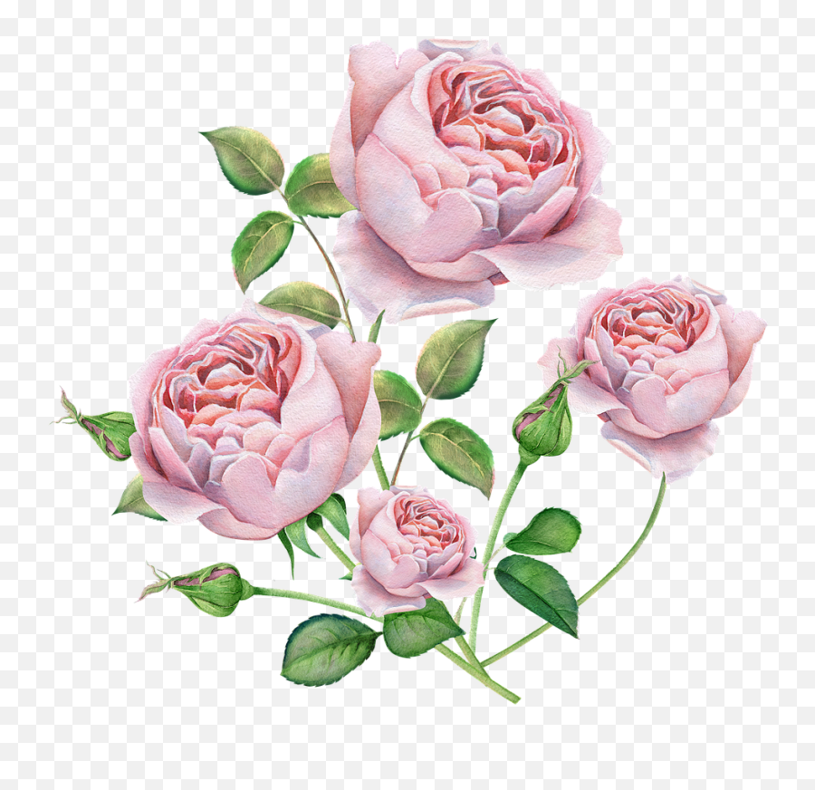 Pink Bouquet of Roses Flower Stickers