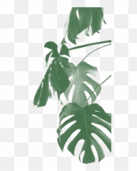 Eleven Plants For Dum - Dums U0026 Cool Ppl Transparent Monstera Plant Png,Monstera Leaf Png