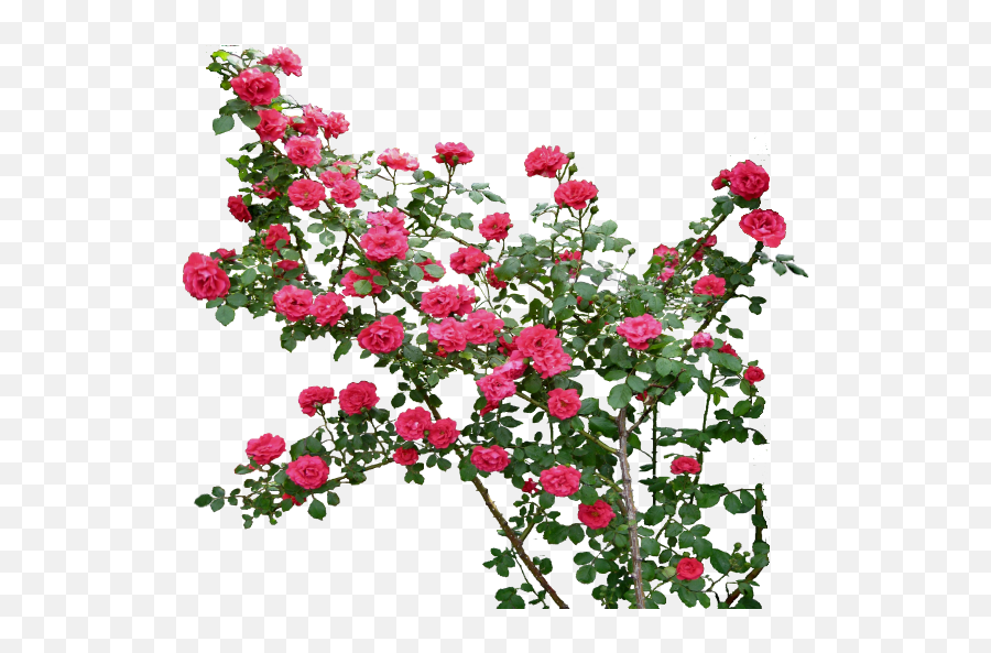178 Images About Flower Png - Rose Garden Png,Rose Flower Png
