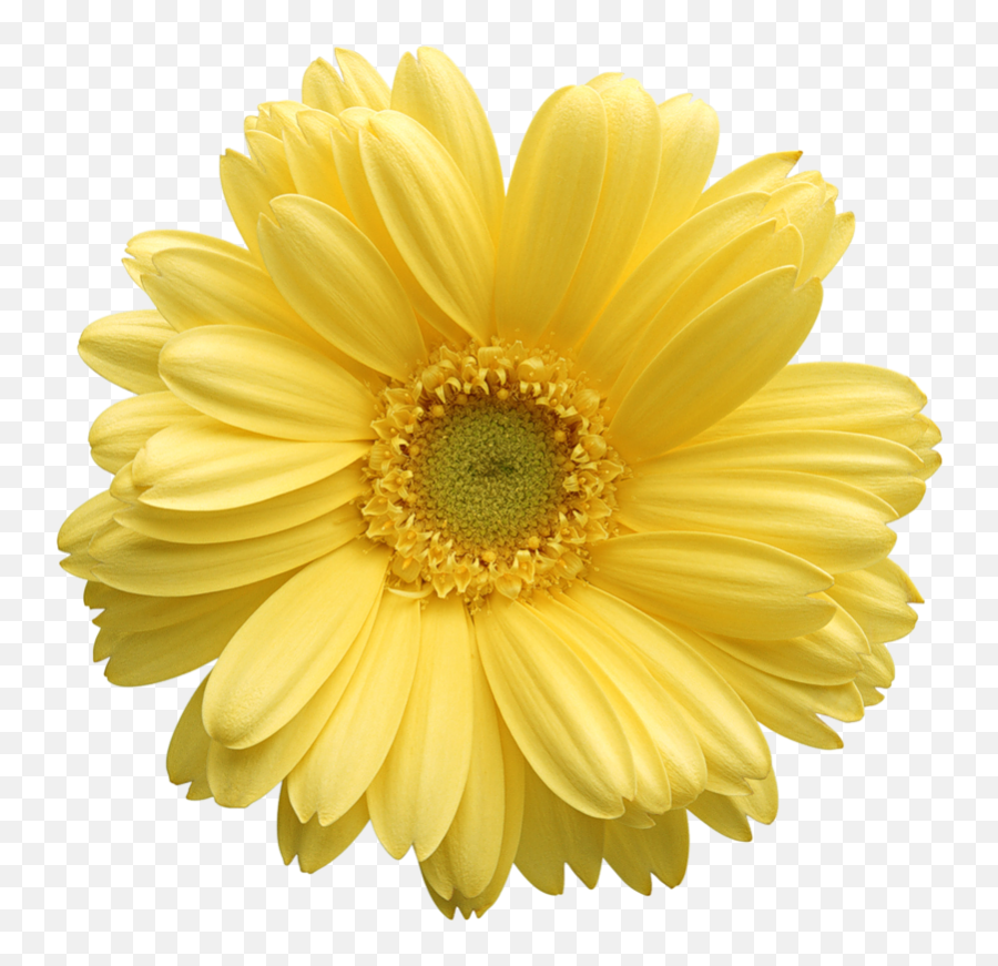 Gerber Daisy Flower - Yellow Daisy Flower Png,Yellow Flower Transparent