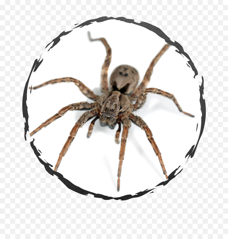 Download Spiders - Spiders In Flip Flops Png,Spiders Png