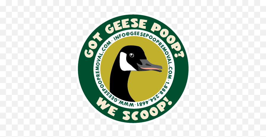 Got Geese Poop - Duck Png,Geese Png