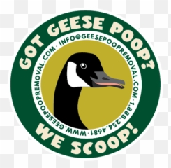 Got Geese Poop - Duck Png,Geese Png