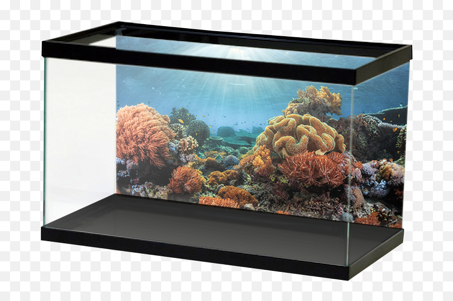 Bright Sunny Coral Reef Background U2014 Aquarium Vinyl - Aquarium Stone Wall Background Png,Coral Reef Png