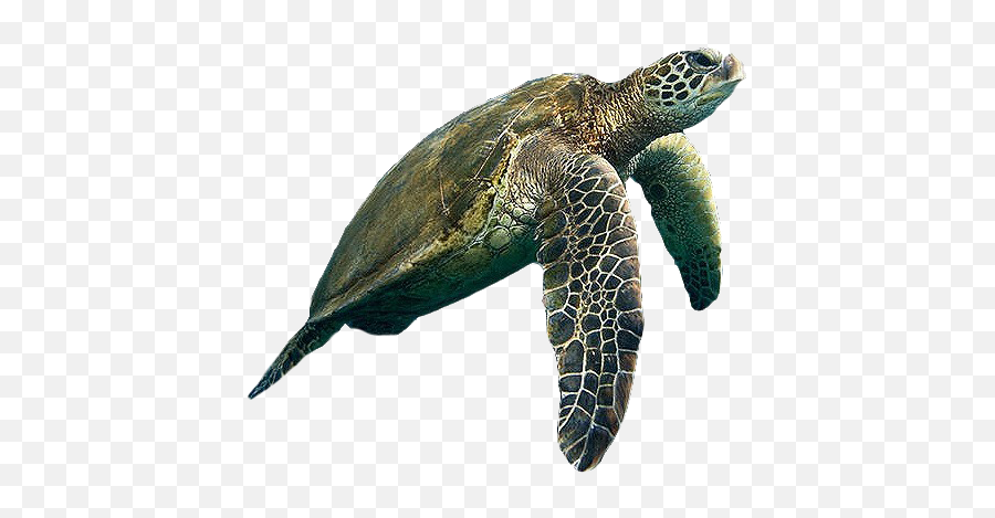 Turtle Background Png Play - Transparent Background Turtle Png,Sea Turtle Png