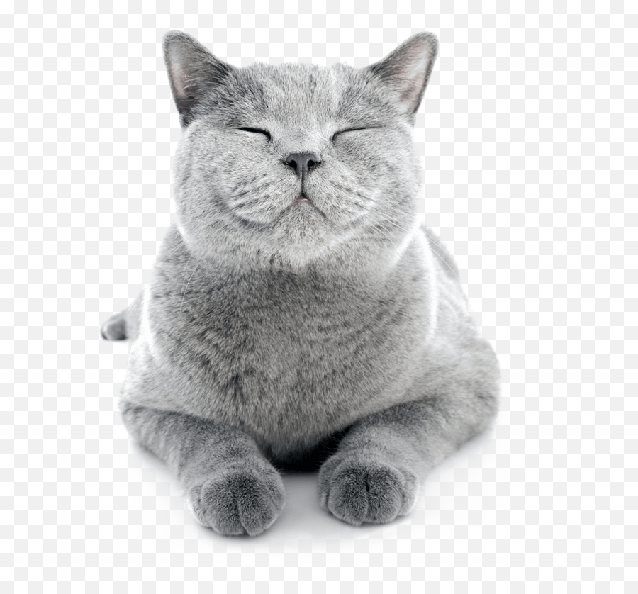 Why Do They Purr Advance - Smiling Cat Png,Cat Nose Png