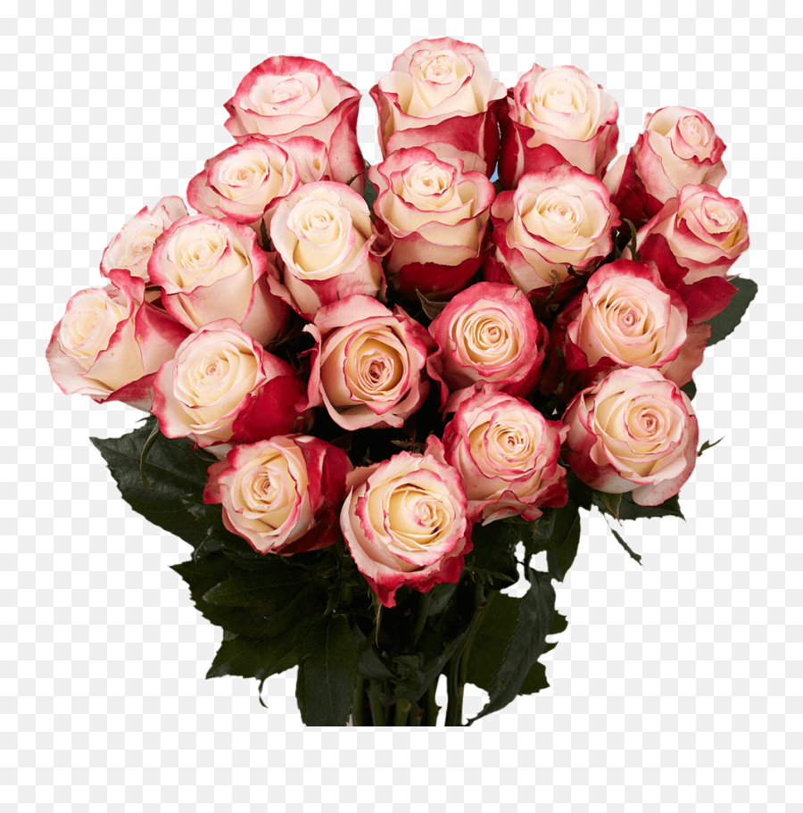Send White Roses With Red Tips - White Roses With Red Tips Png,White Rose Transparent