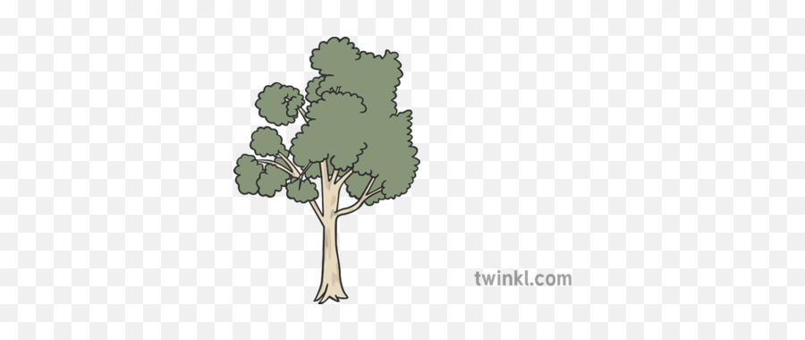 Eucalyptus Tree Illustration - Twinkl Twinkl Com Tree Png,Eucalyptus Png
