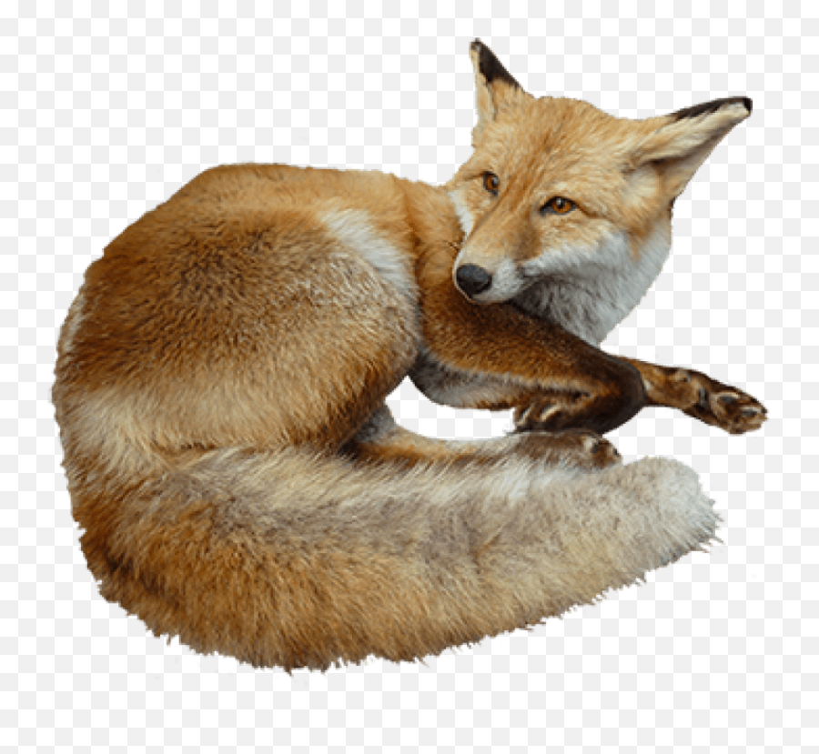 Tags - Fox Free Png Images Starpng Transparent Realistic Animal Clipart,Fox Transparent Background