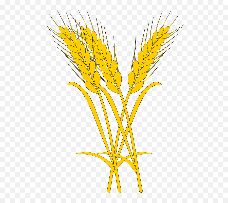 Wheat Yellow Spikes Sheaf Of - Wheat Drawing Png,Trigo Png