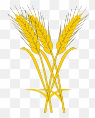 Wheat Yellow Spikes Sheaf Of - Wheat Drawing Png,Trigo Png