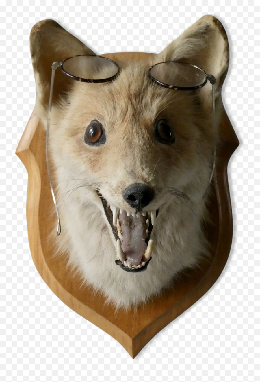 Fox Head - Northern Breed Group Png,Fox Head Png