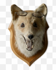 Fox Head - Northern Breed Group Png,Fox Head Png