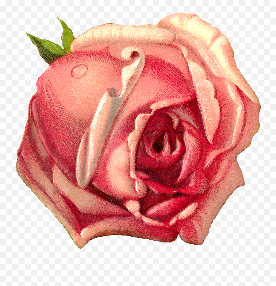 Vintage Roses Png - Rose Graphic Cliparts Scrapbook Rose Fresh,Vintage Roses Png