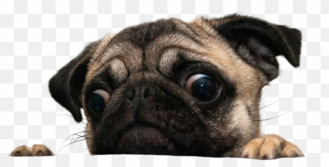 Hd Funny Dog Transparent Background Tran 1099361 - Png Pug Png,Funny Dog Png