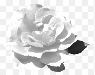 Download Hd This Is The Rose Flower Png Guitar Silhouette - Echeveria