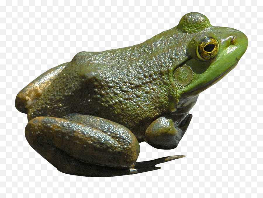 Png Frog Picture - Frog Png,Transparent Frog