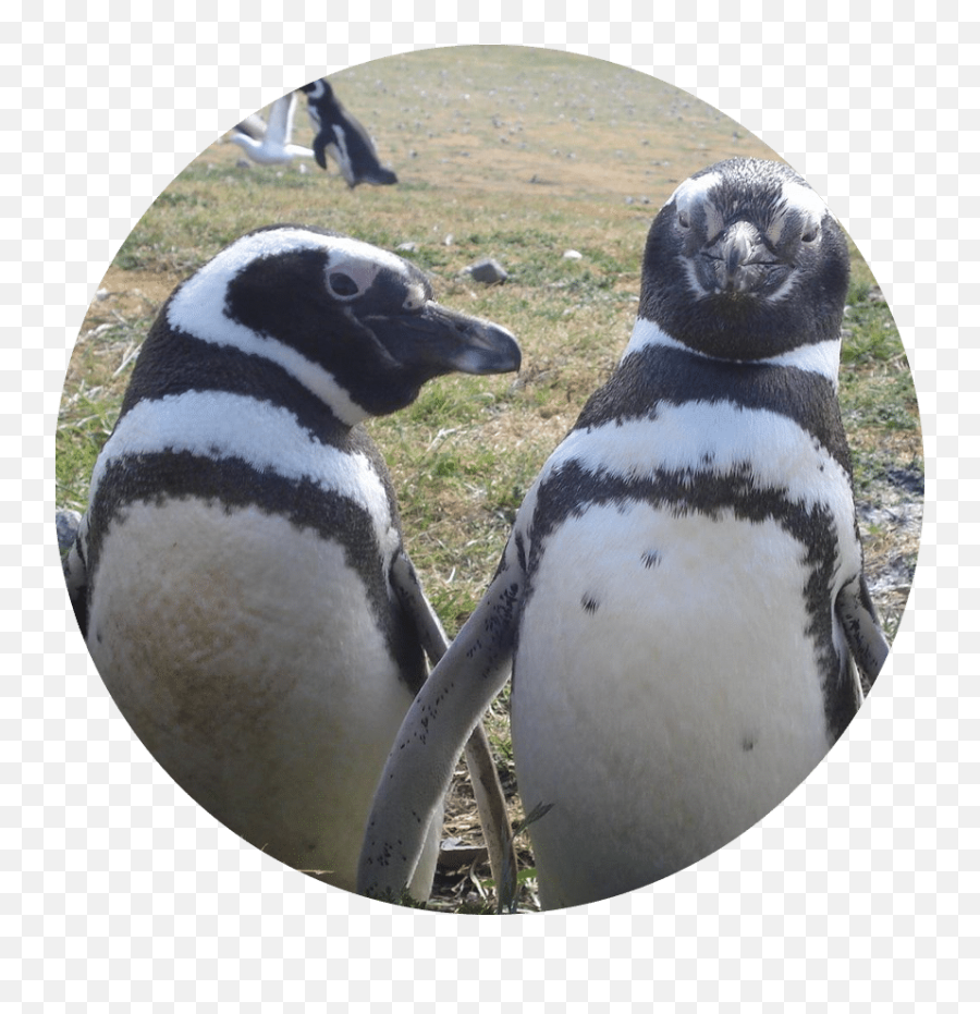 Lana Labs Penguins Gmbh U2013 Sustainability - African Penguin Png,Facebook Icon Penguin