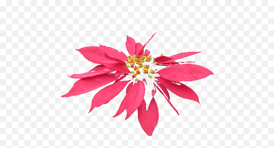 Png Special Effects Picture 1905140 - Poinsettia,Special Effects Png