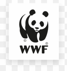 Giant Panda Species Facts Info U0026 More Wwfca - Wwf Logo Black Background png