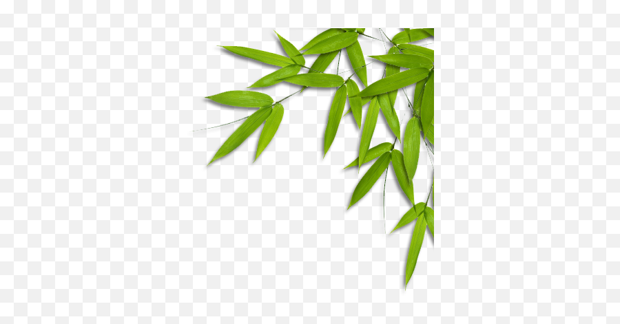 Enquire All Slate Impressions - Gambar Daun Bambu Png,Bamboo Leaves Png