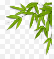 Enquire All Slate Impressions - Gambar Daun Bambu Png,Bamboo Leaves Png