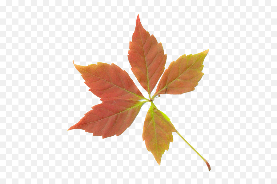 Download Dry Leaves Png Transparent - Fall Leaf,Fall Leaf Transparent