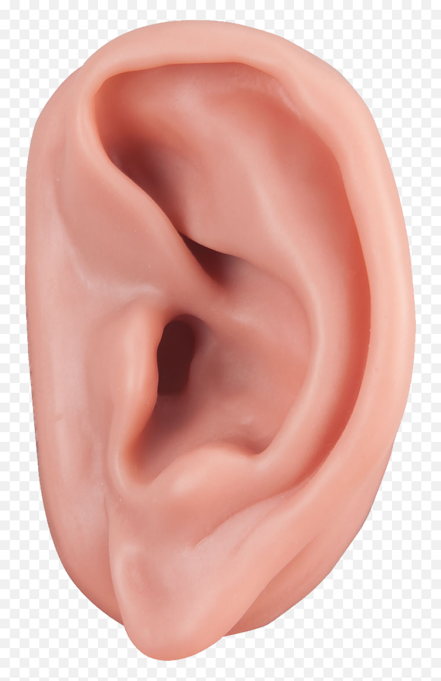 Ear Png Image Free Download - Ear Png,Ear Png