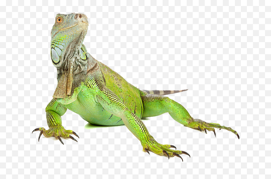 Iguana Png Image - Iguana Png,Iguana Png