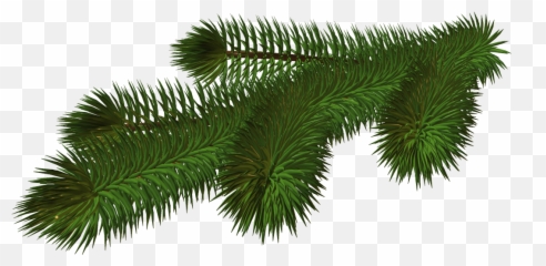 Christmas Tree Branch Transparent U0026 Png Clipart Free - Png